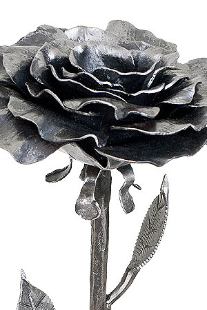 Close-Up: XL Fine Petal Rose (1)
